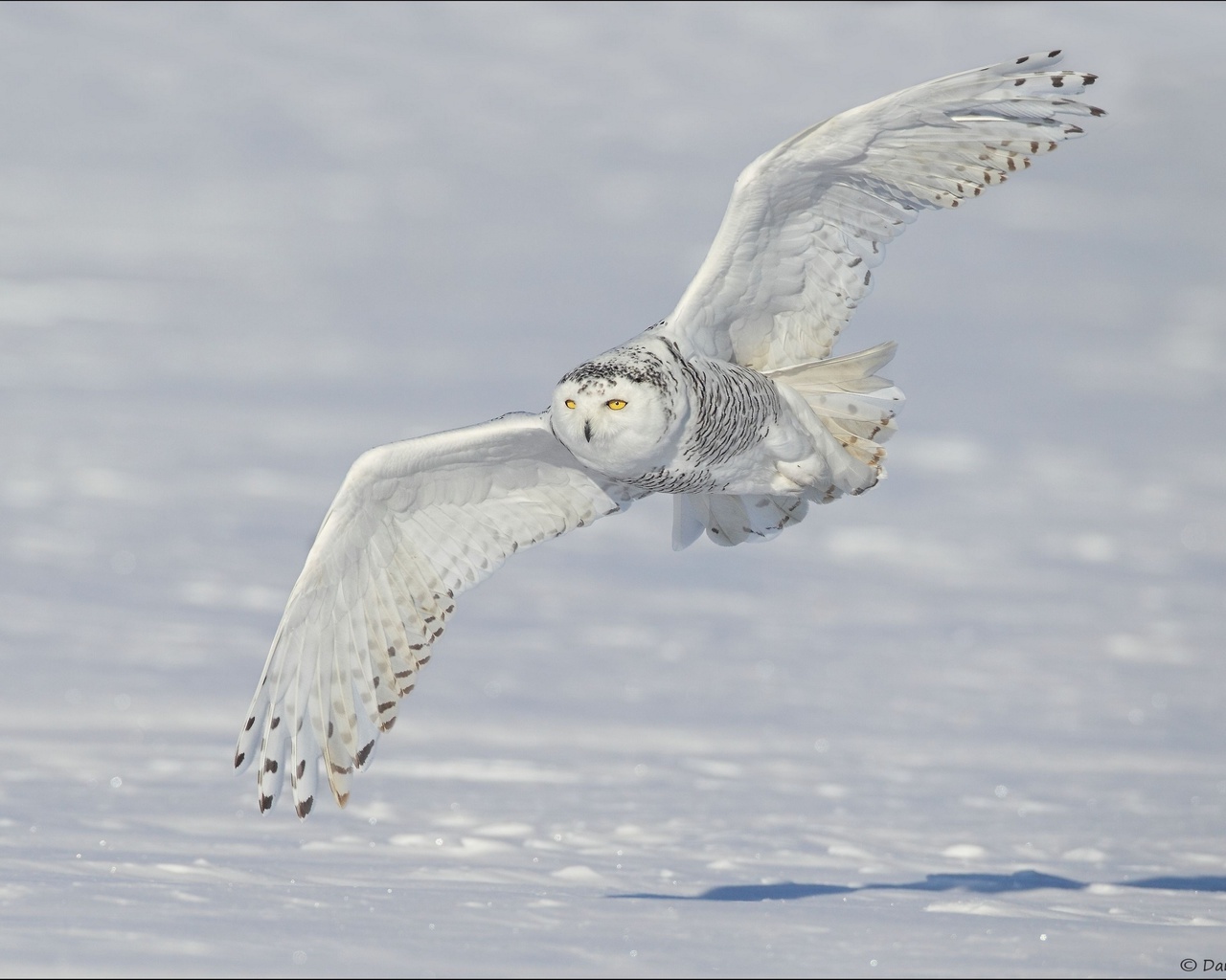 ,  ,  , , Snowy owl, 