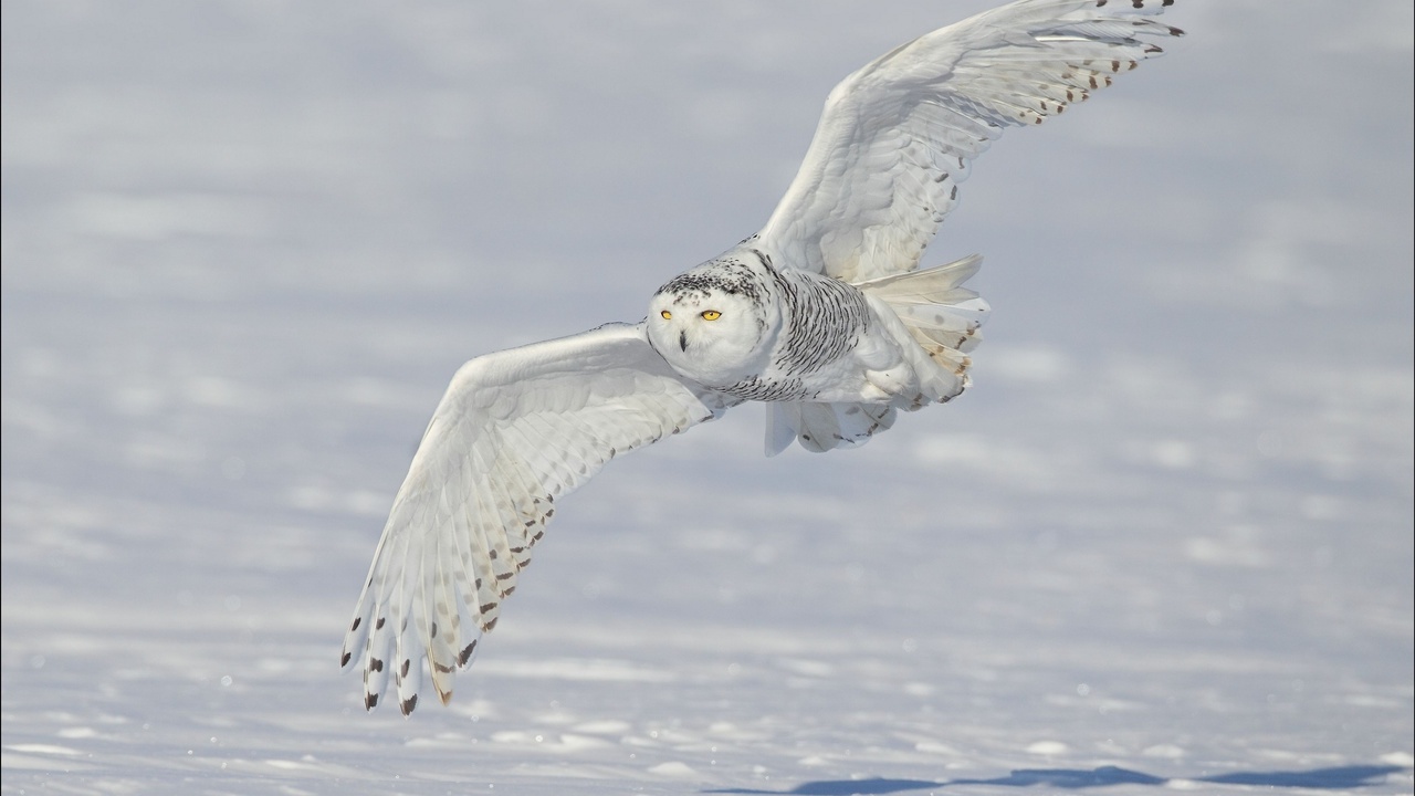 ,  ,  , , Snowy owl, 