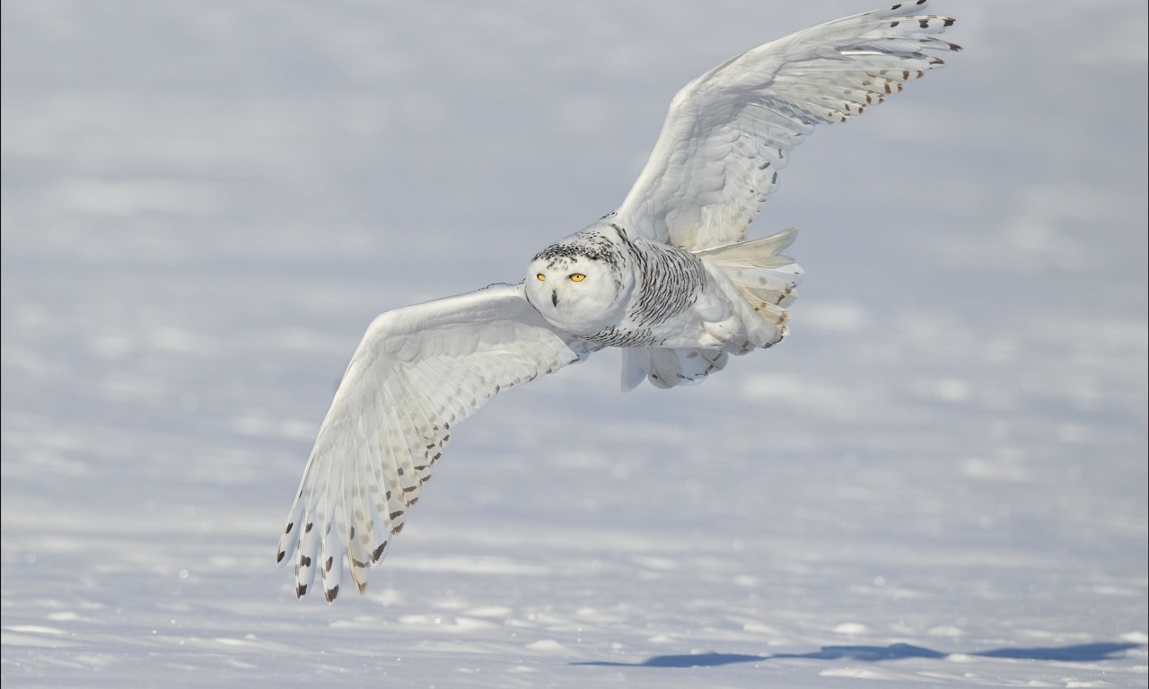 ,  ,  , , Snowy owl, 