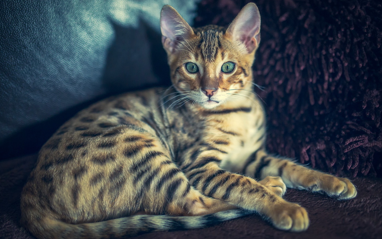 Cat, bengal, , , 