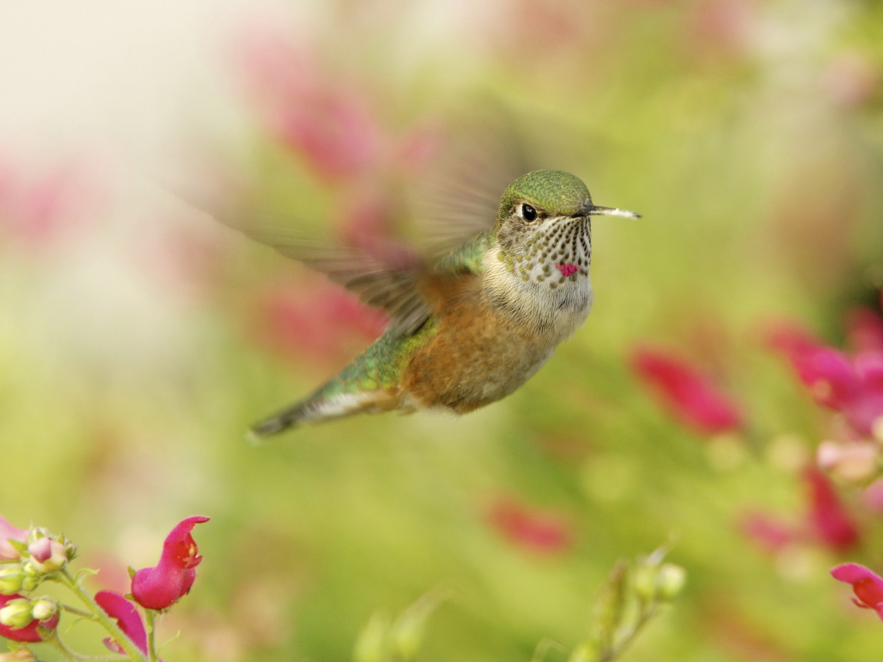 , , hummingbird, ,  