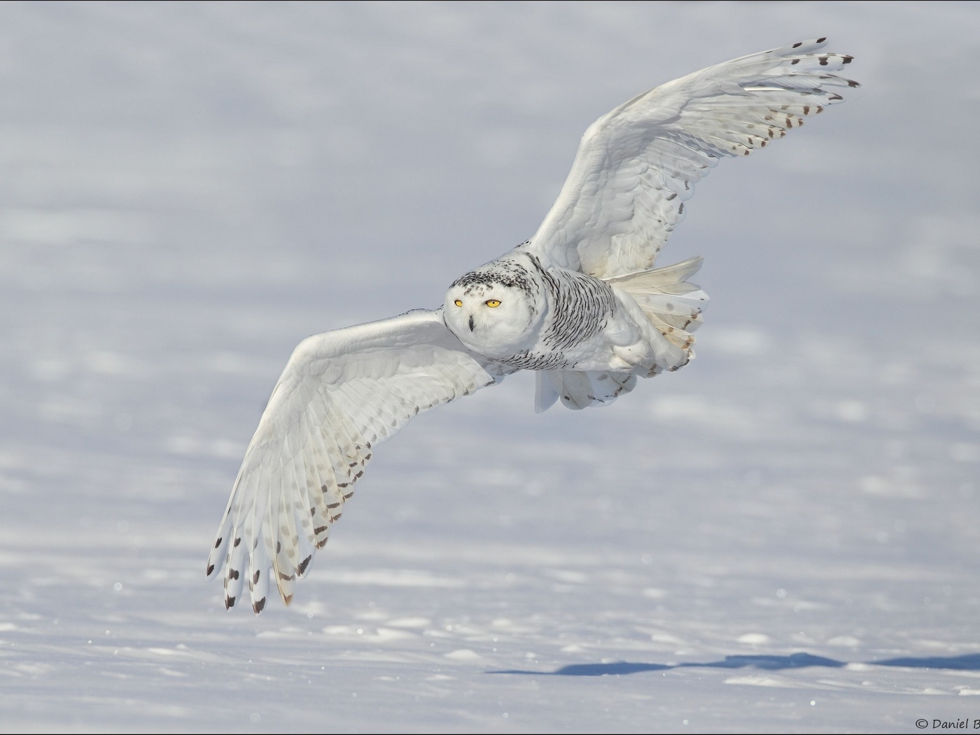 ,  ,  , , Snowy owl, 