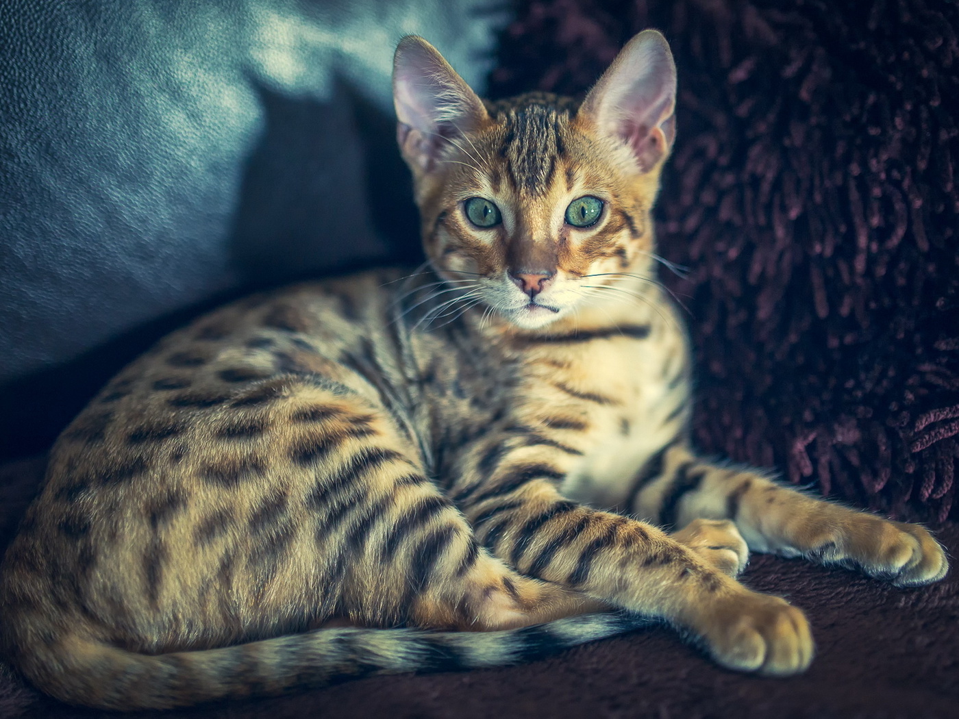 Cat, bengal, , , 