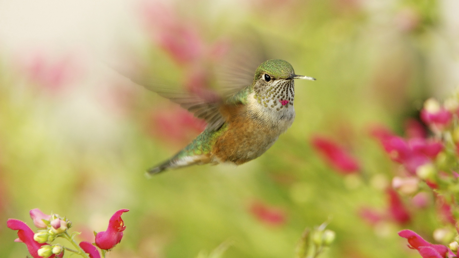 , , hummingbird, ,  