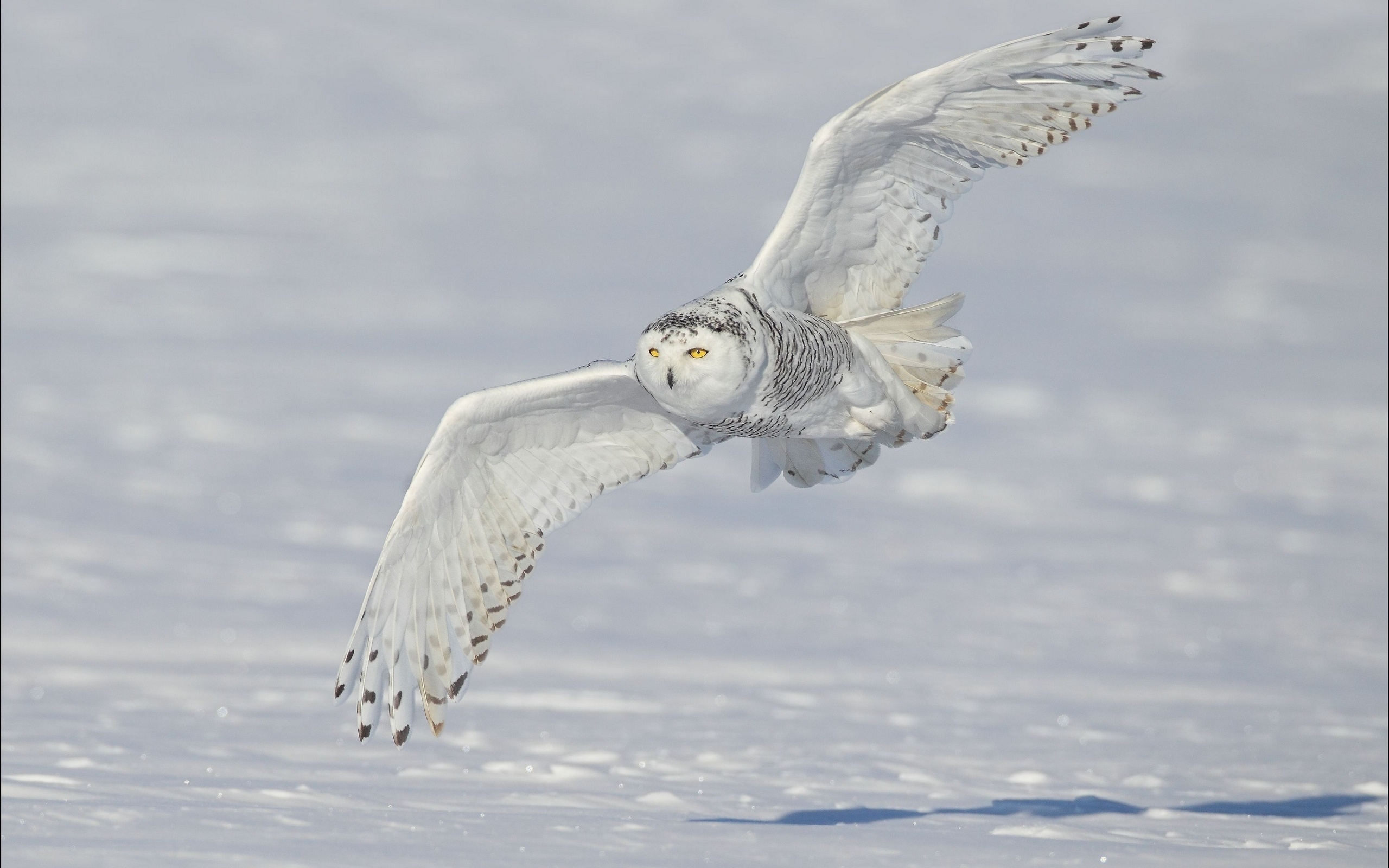 ,  ,  , , Snowy owl, 