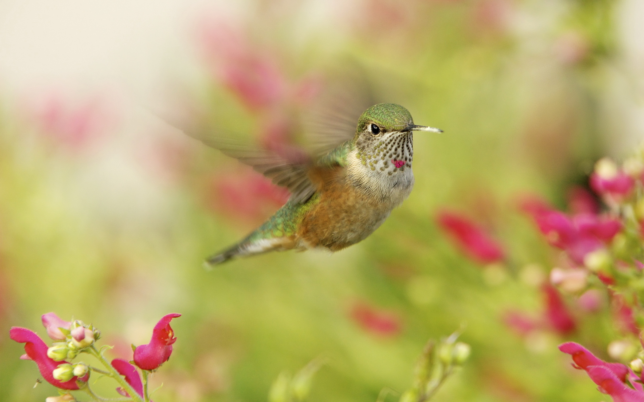 , , hummingbird, ,  