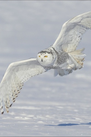 ,  ,  , , Snowy owl, 