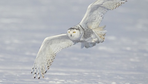 ,  ,  , , Snowy owl, 