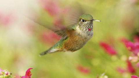 , , hummingbird, ,  