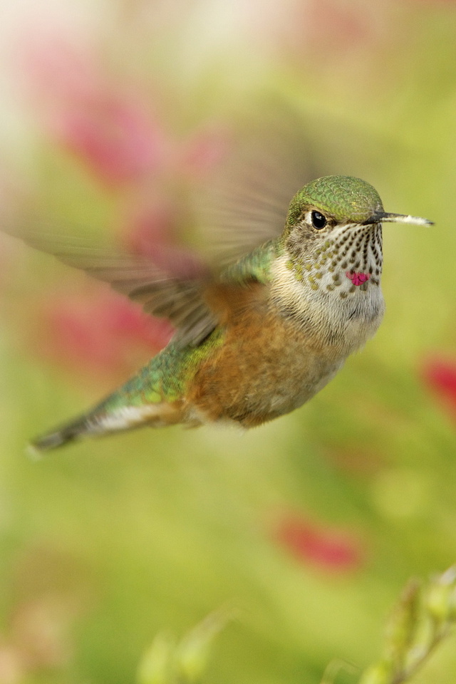 , , hummingbird, ,  