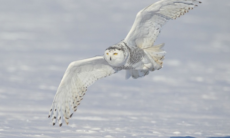 ,  ,  , , Snowy owl, 