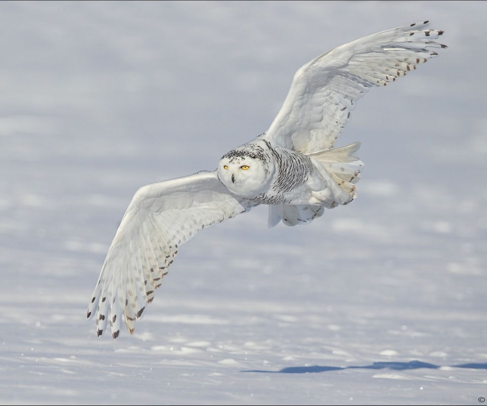 ,  ,  , , Snowy owl, 