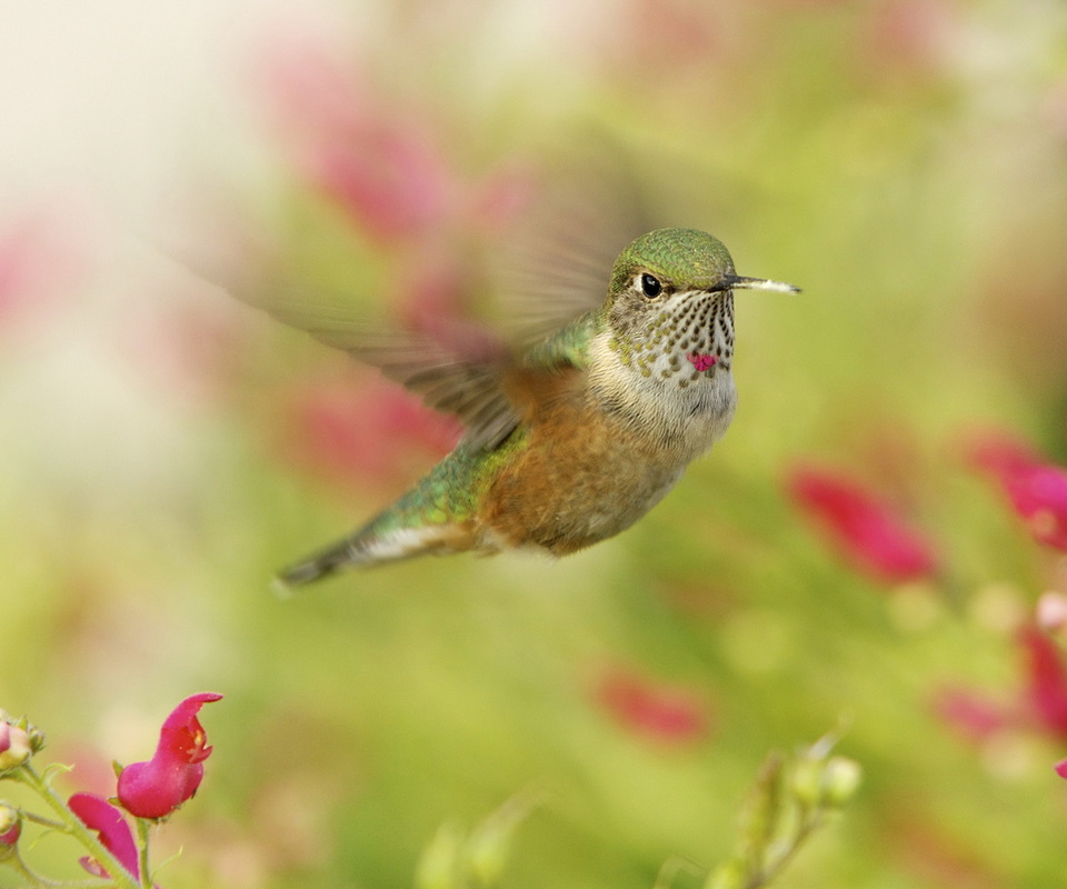 , , hummingbird, ,  