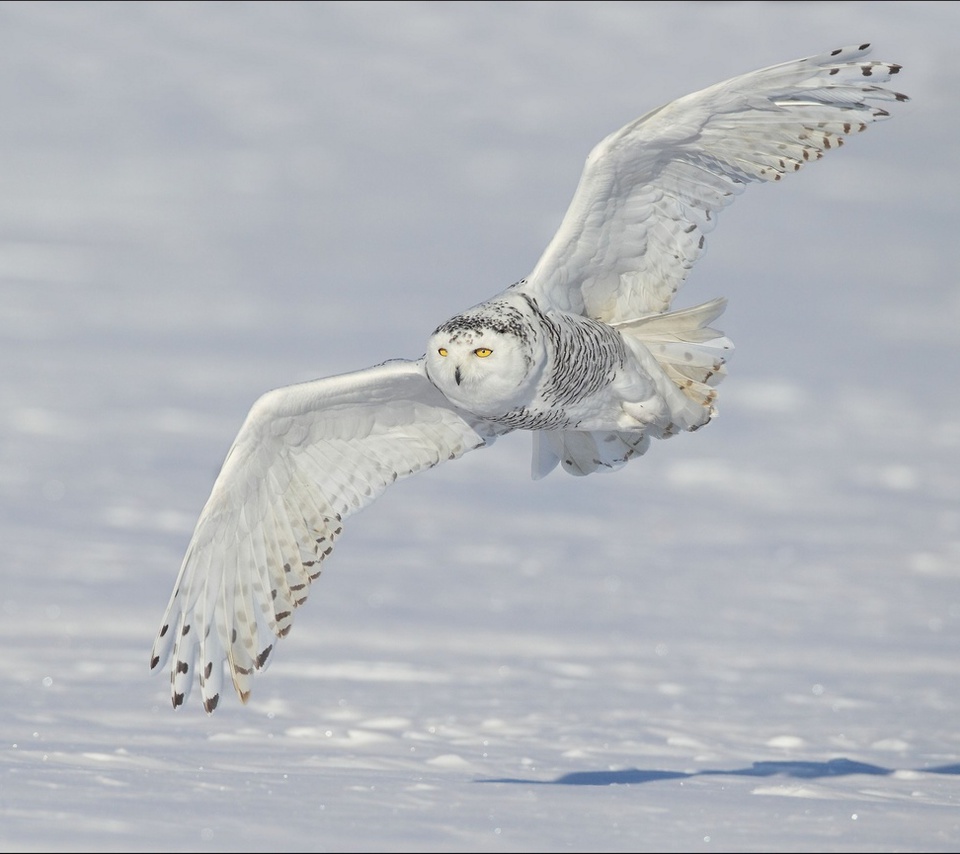 ,  ,  , , Snowy owl, 