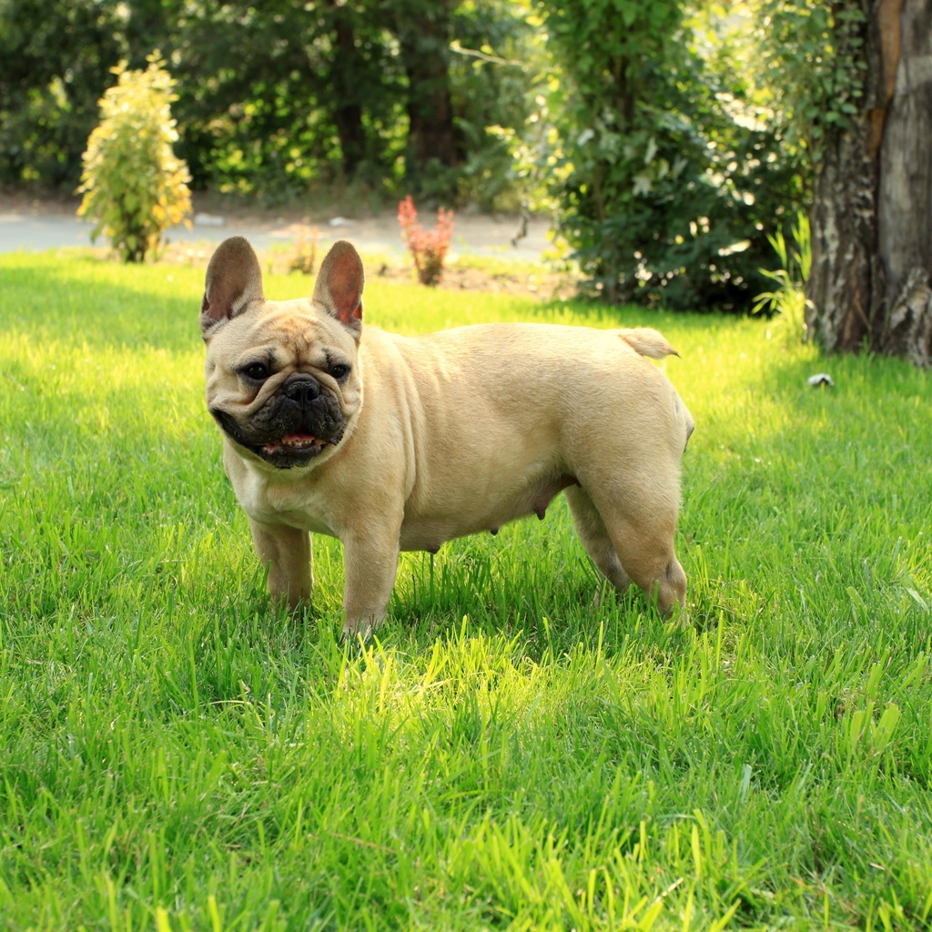 French bulldog, ,  , 