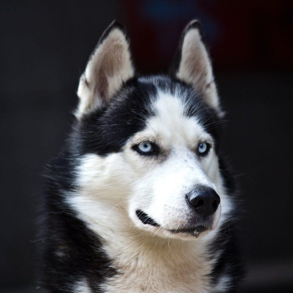 white, Husky, cute, blue eyes, black, dog, danger