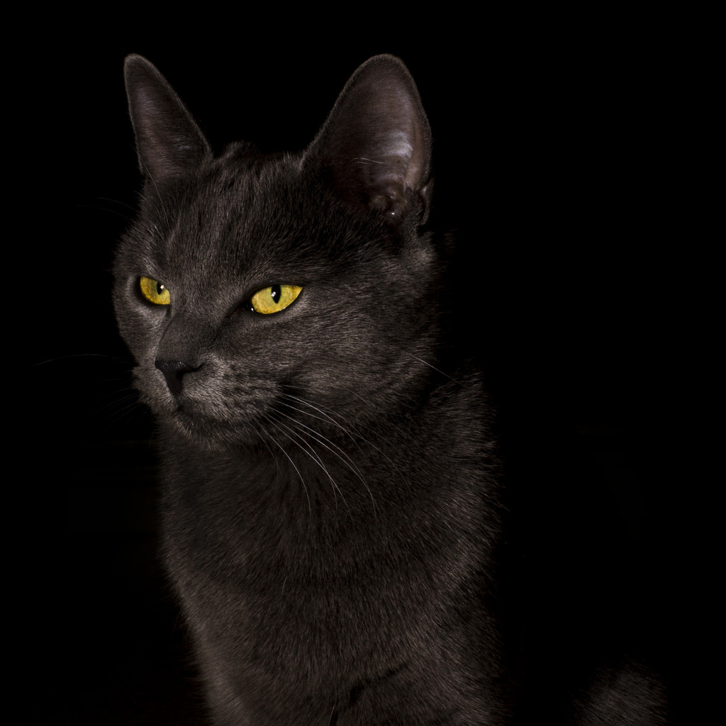 ,  , cat, black, , , 