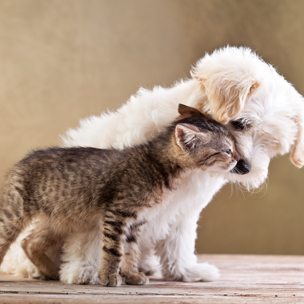 Friends, small dog and cat together, , love, kitten, puppy