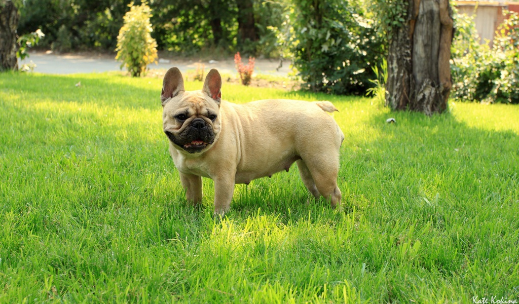 French bulldog, ,  , 