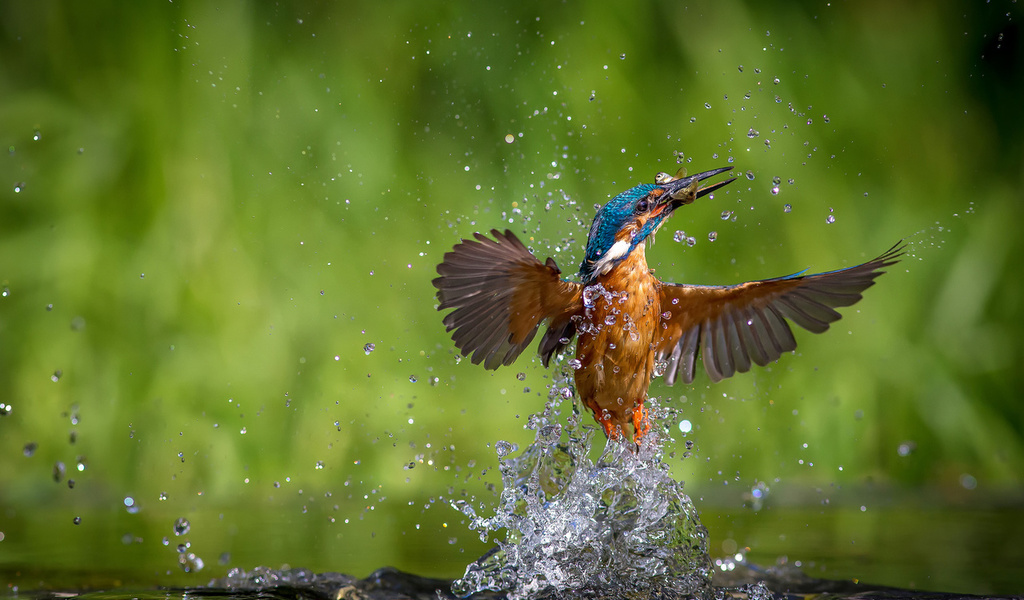 alcedo atthis, ,  , kingfisher, 