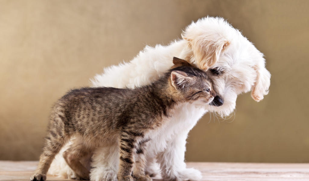 Friends, small dog and cat together, , love, kitten, puppy