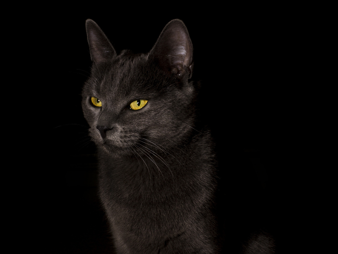 ,  , cat, black, , , 