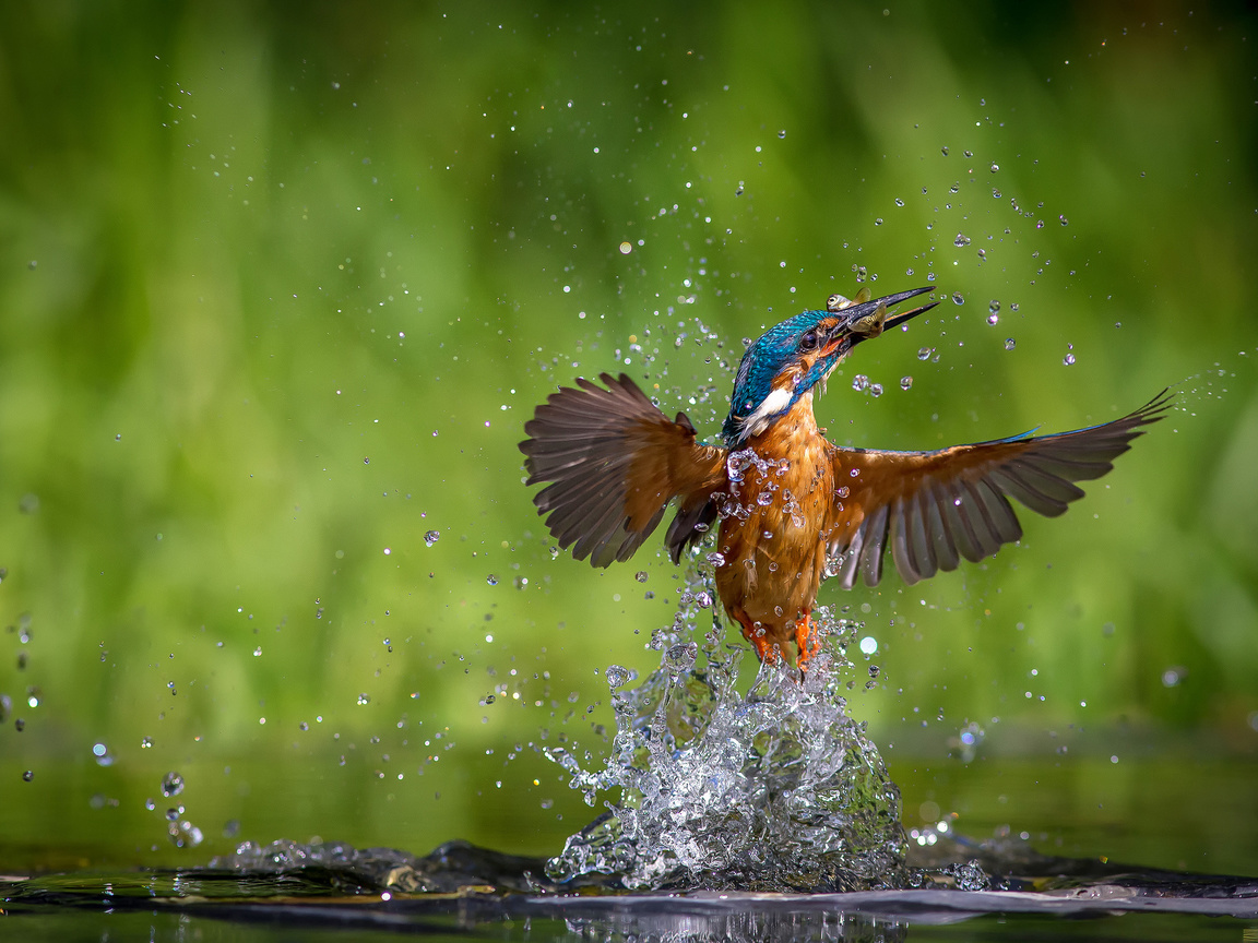 alcedo atthis, ,  , kingfisher, 