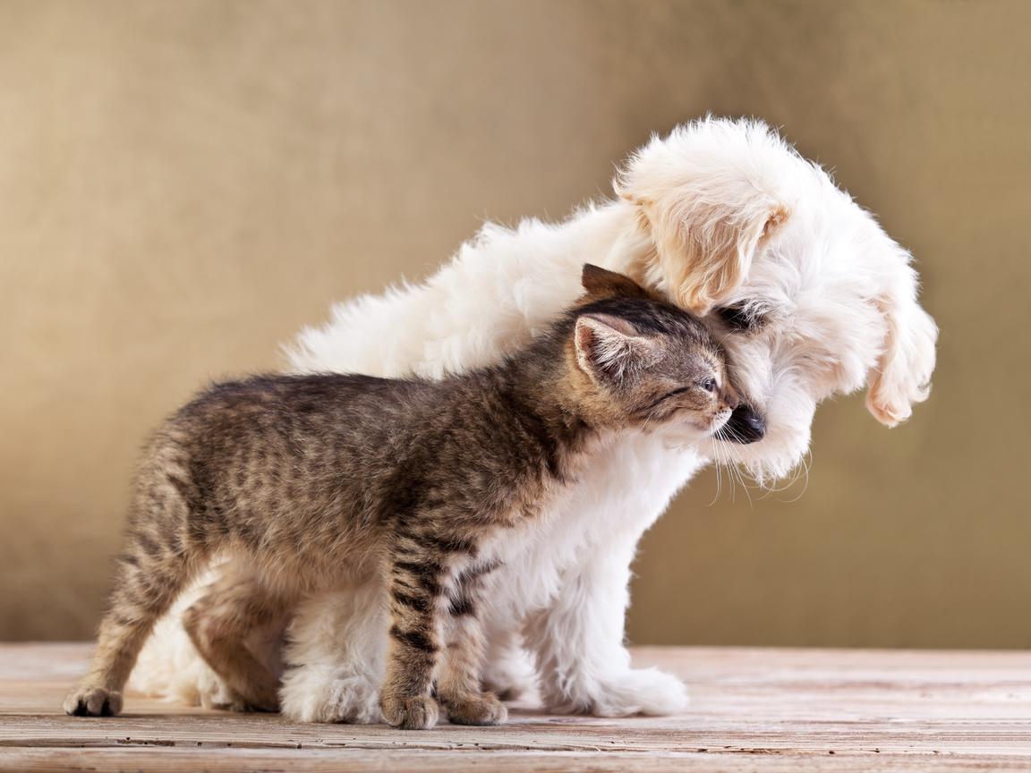 Friends, small dog and cat together, , love, kitten, puppy