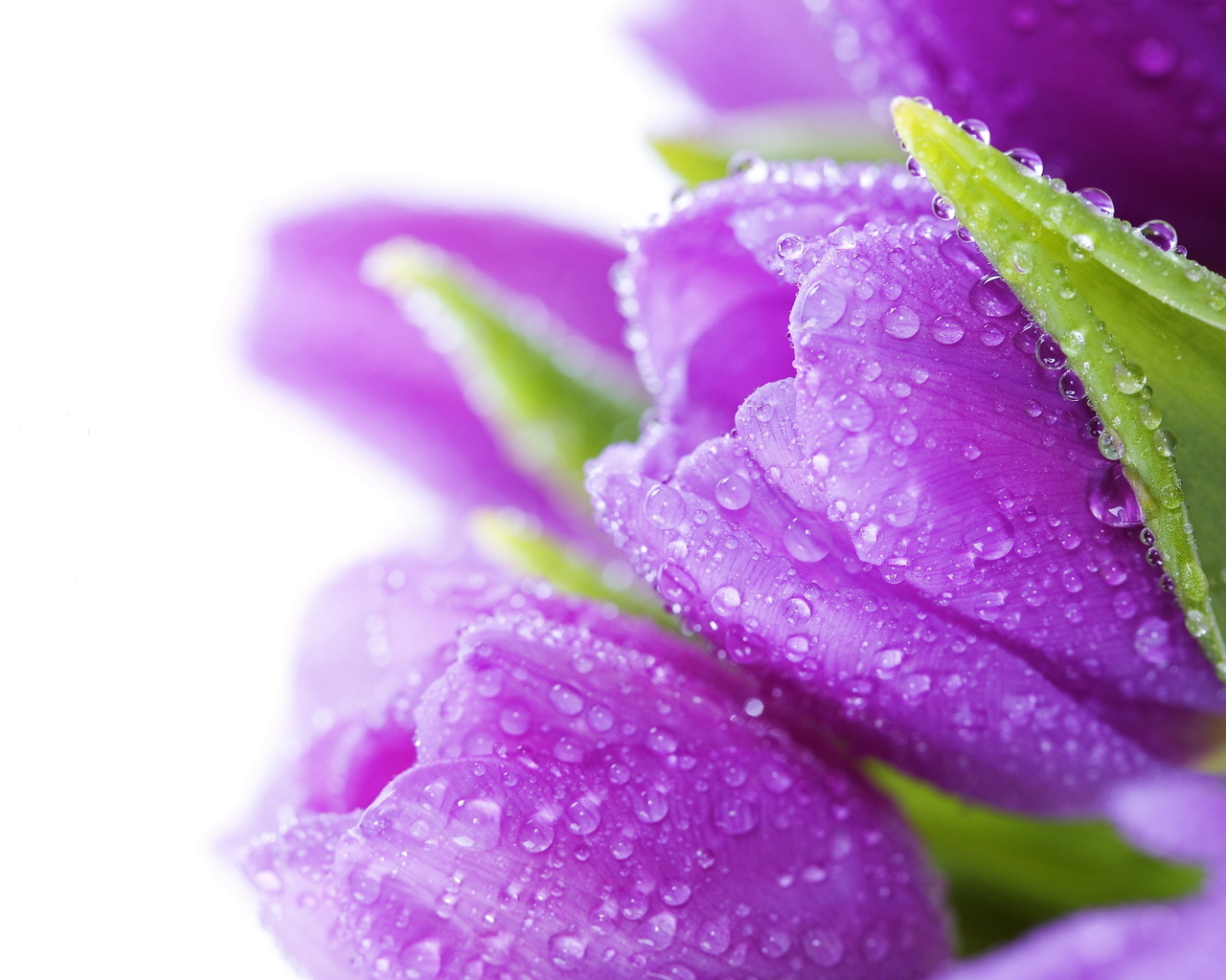 bouquet, , , bright, flowers, Tulips, water, drops, violet, beauty