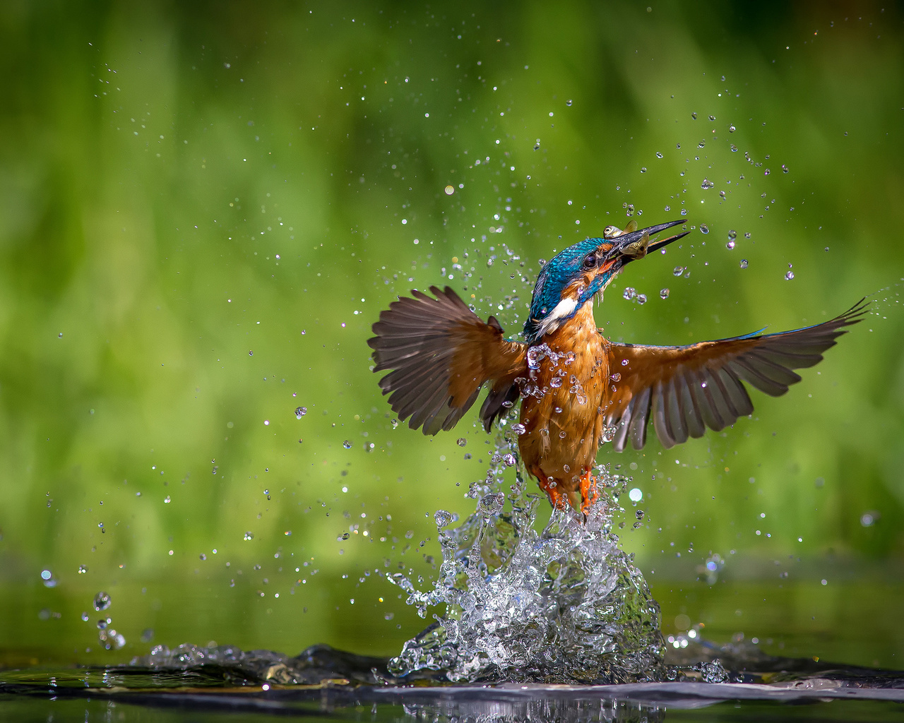 alcedo atthis, ,  , kingfisher, 