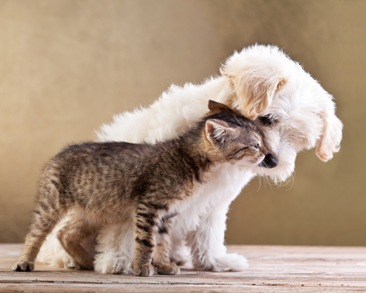 Friends, small dog and cat together, , love, kitten, puppy