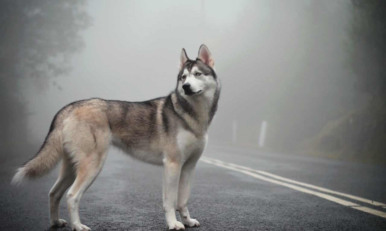 fog, mist, Siberian husky