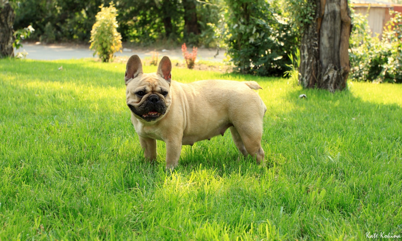 French bulldog, ,  , 