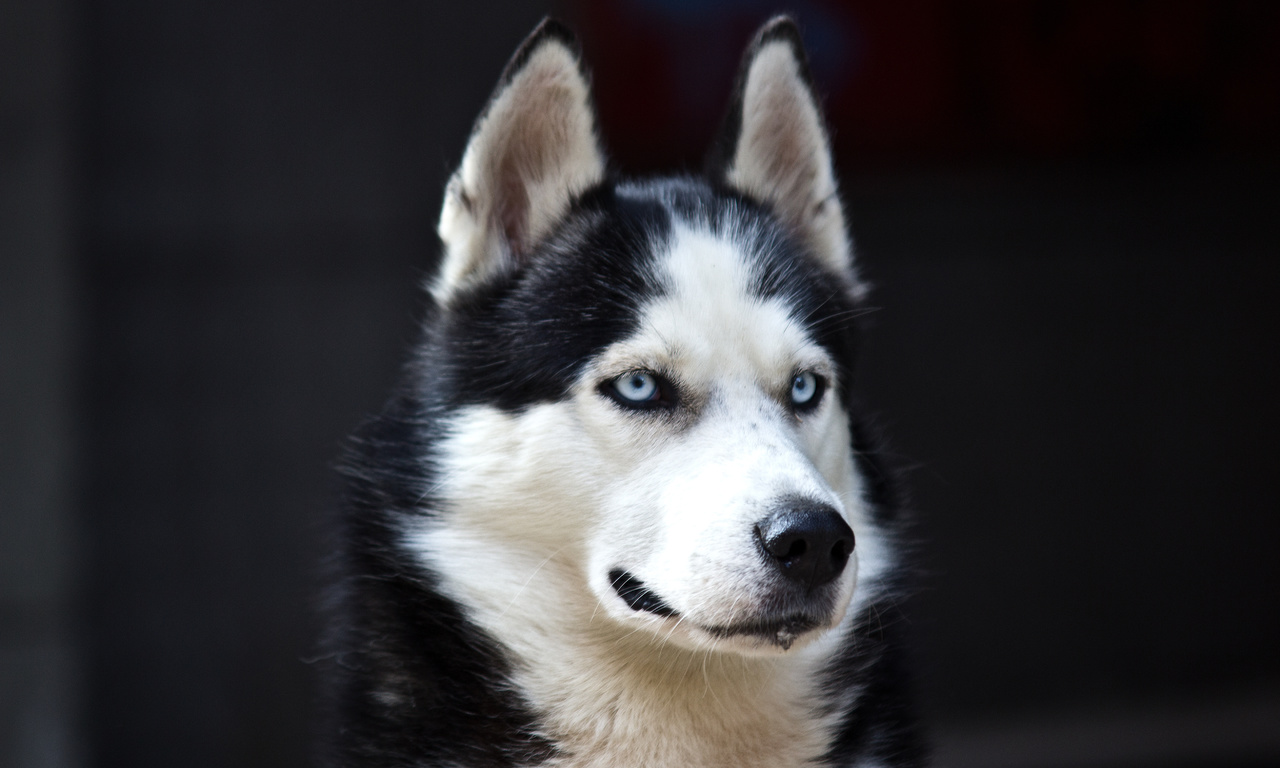 white, Husky, cute, blue eyes, black, dog, danger