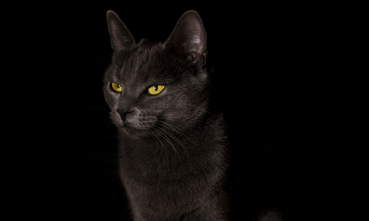 ,  , cat, black, , , 