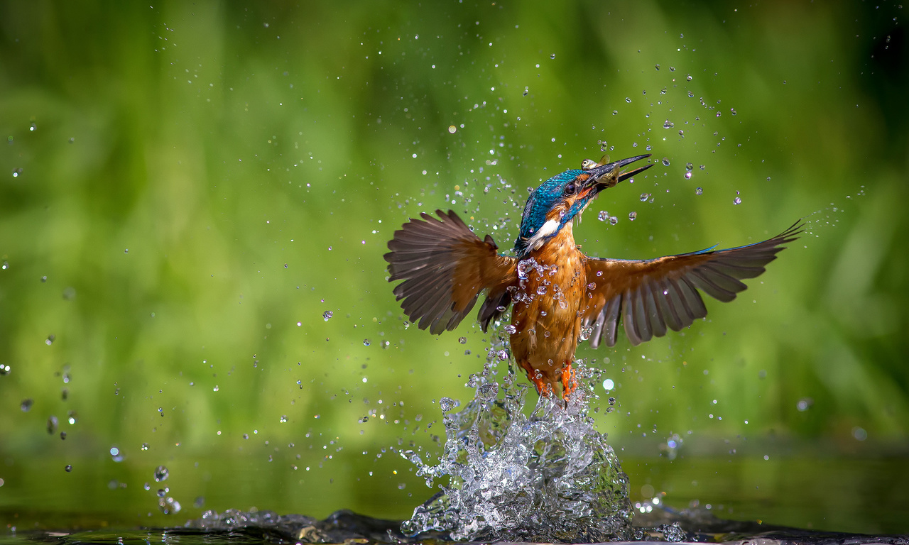 alcedo atthis, ,  , kingfisher, 