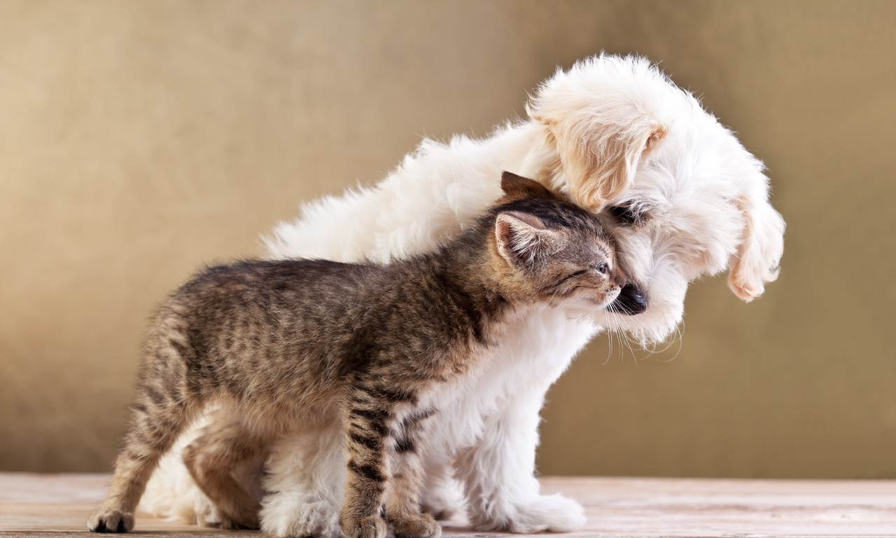 Friends, small dog and cat together, , love, kitten, puppy