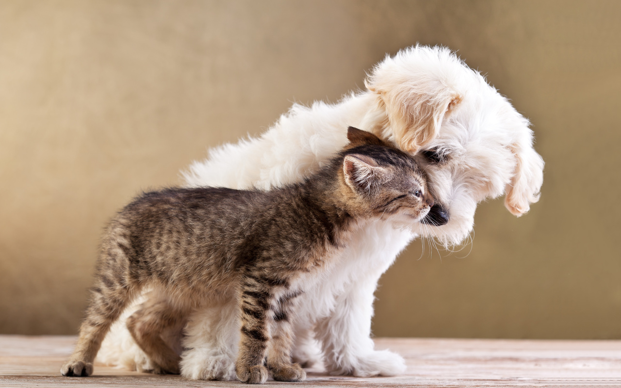 Friends, small dog and cat together, , love, kitten, puppy