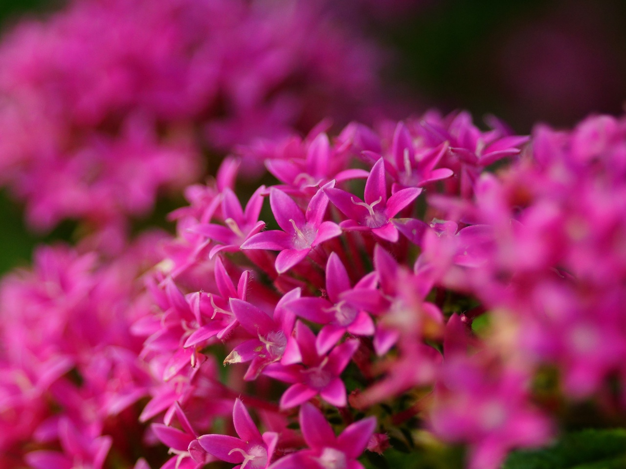 Pentas lanceolata, , , , , 