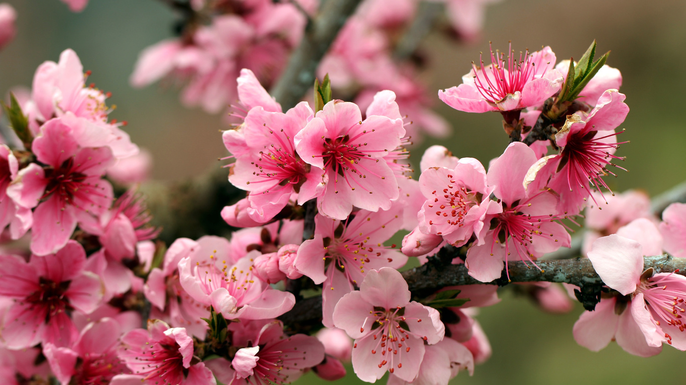 Spring, pink, flowers, branch, petals, apple tree, leaves, bright, tender, beauty, blossoms