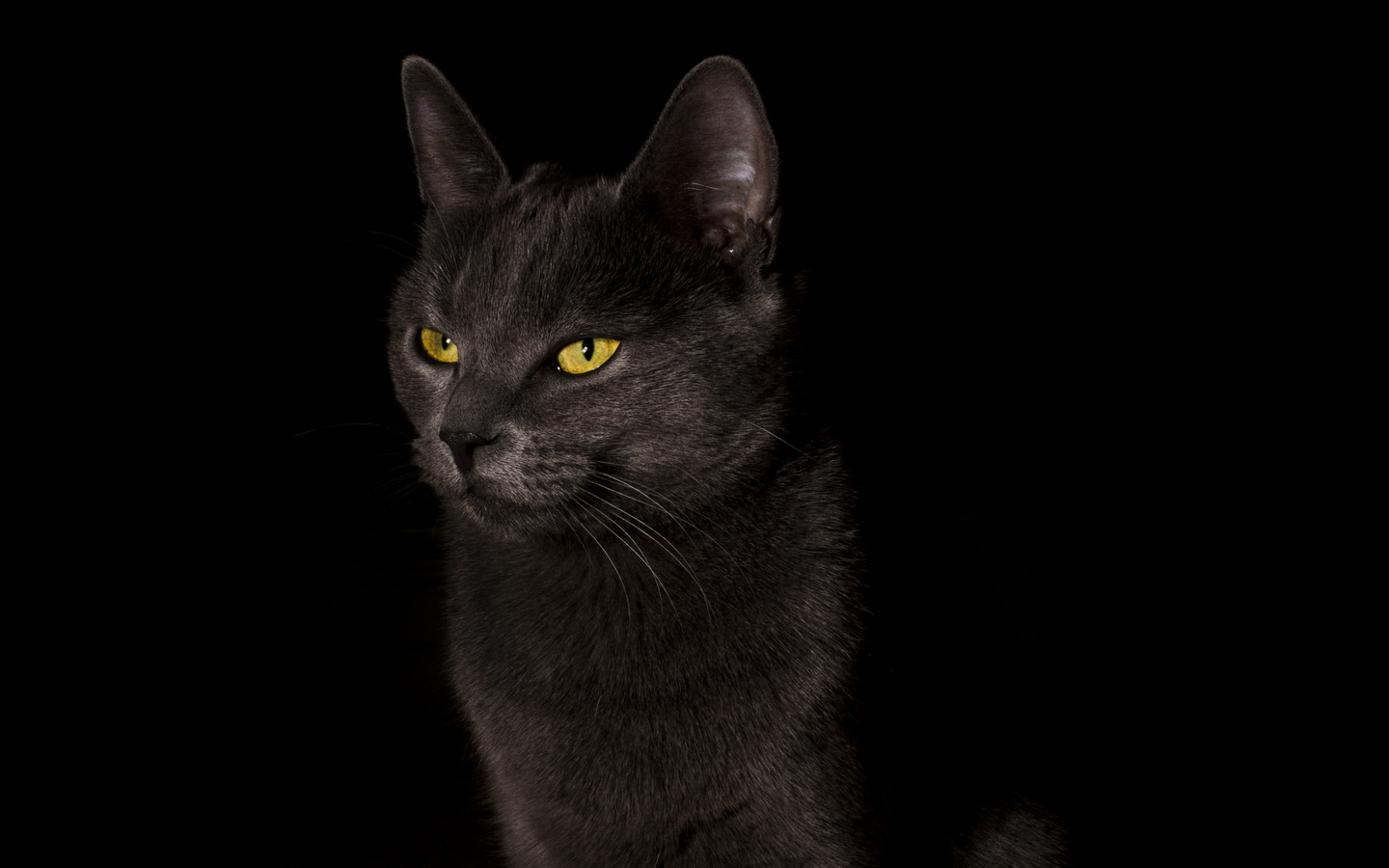 ,  , cat, black, , , 