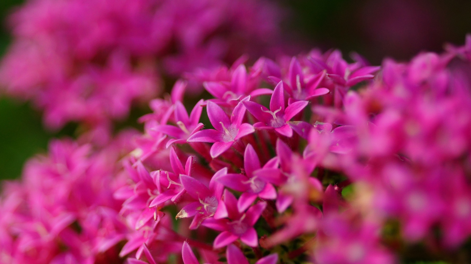 Pentas lanceolata, , , , , 