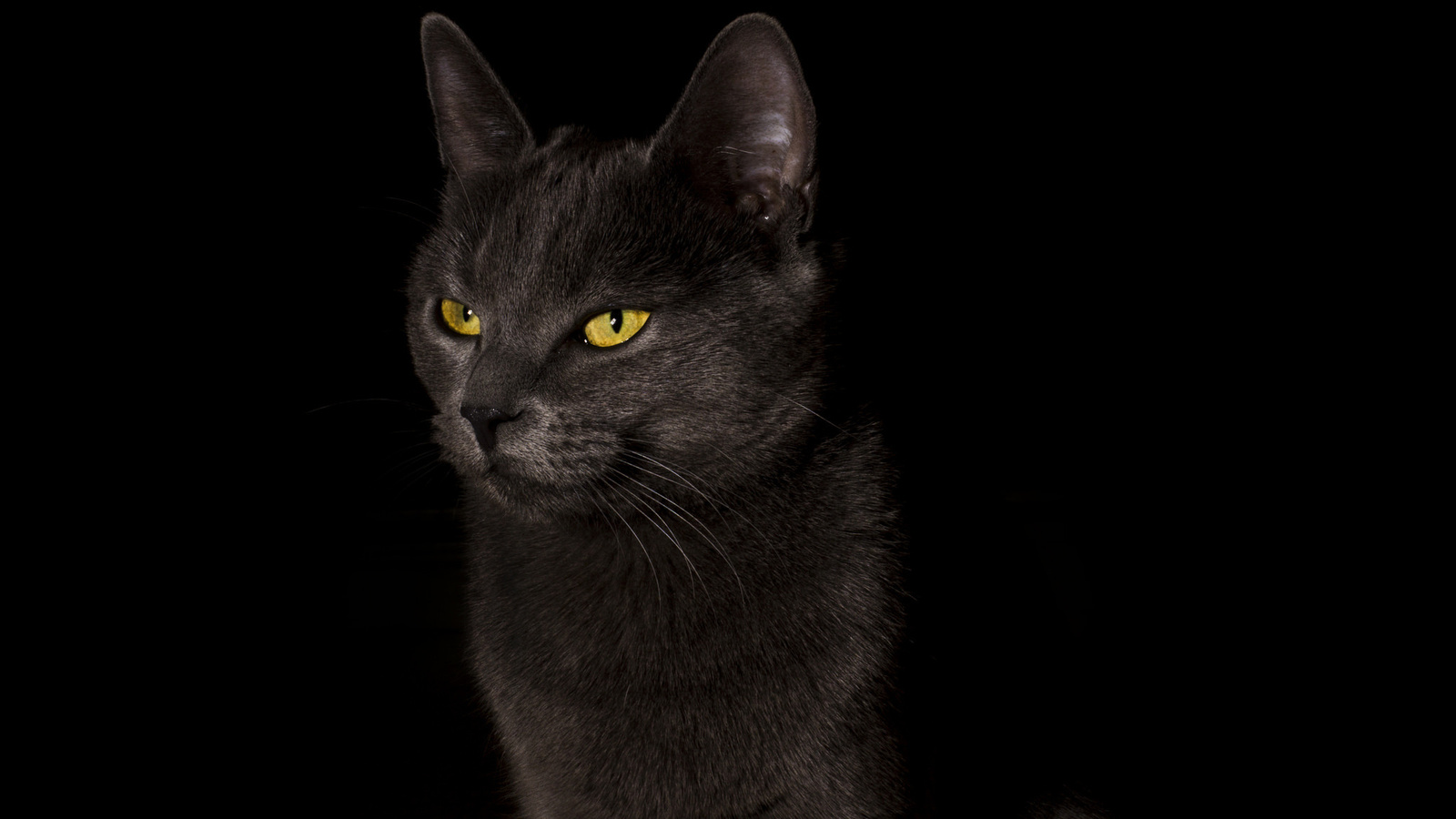 ,  , cat, black, , , 