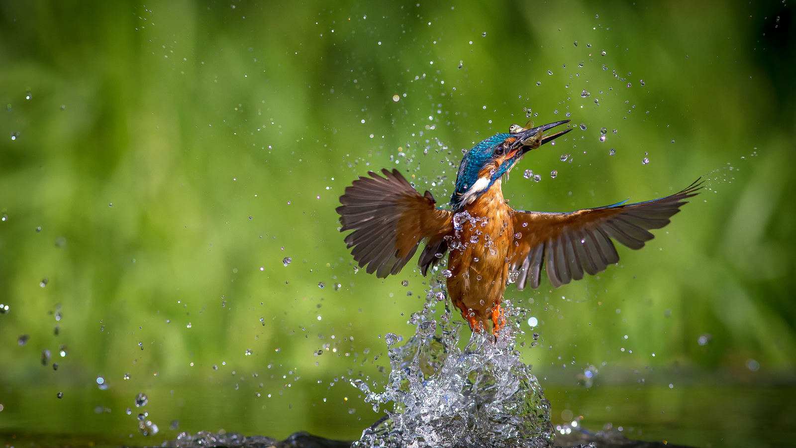 alcedo atthis, ,  , kingfisher, 