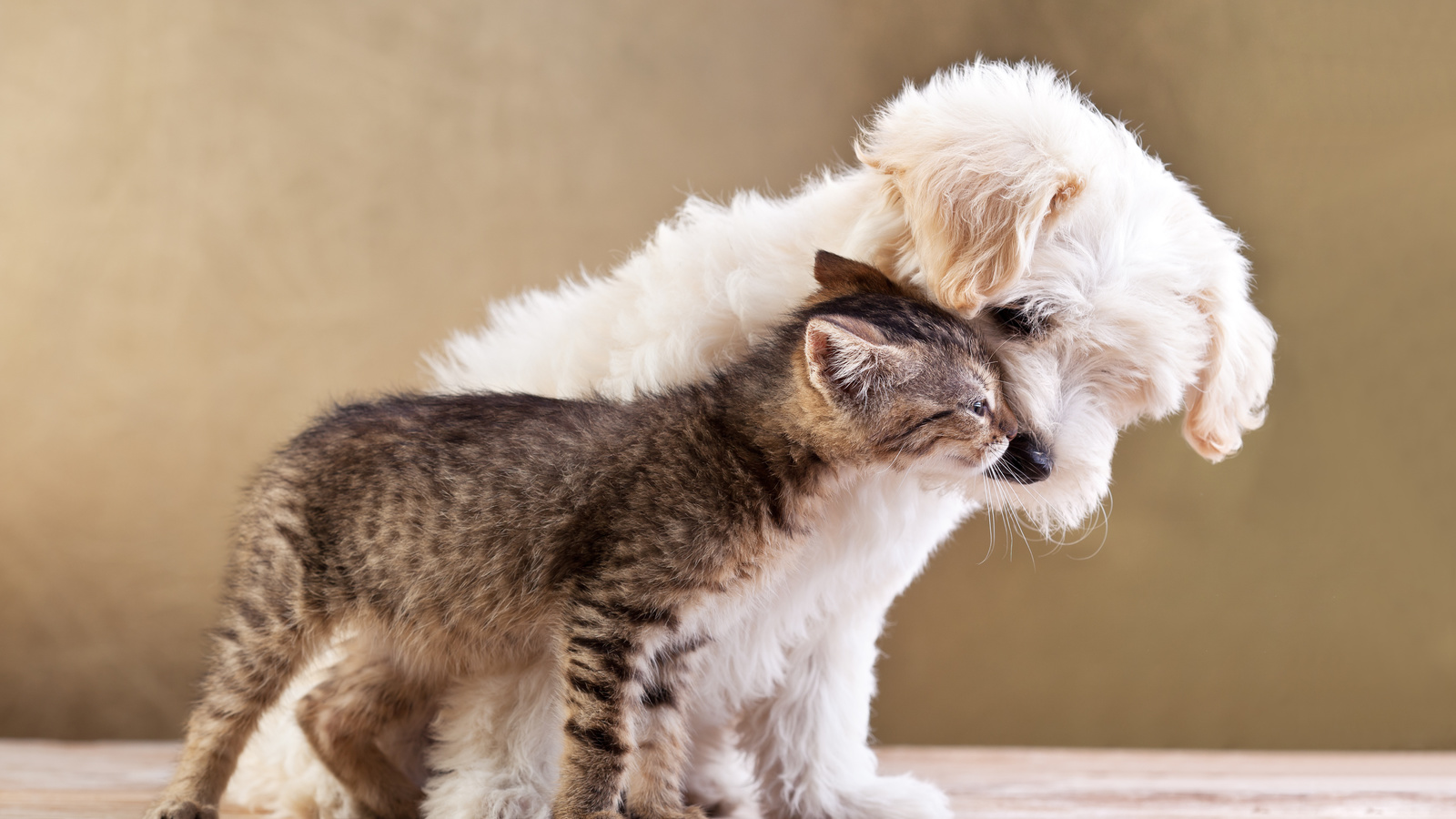 Friends, small dog and cat together, , love, kitten, puppy