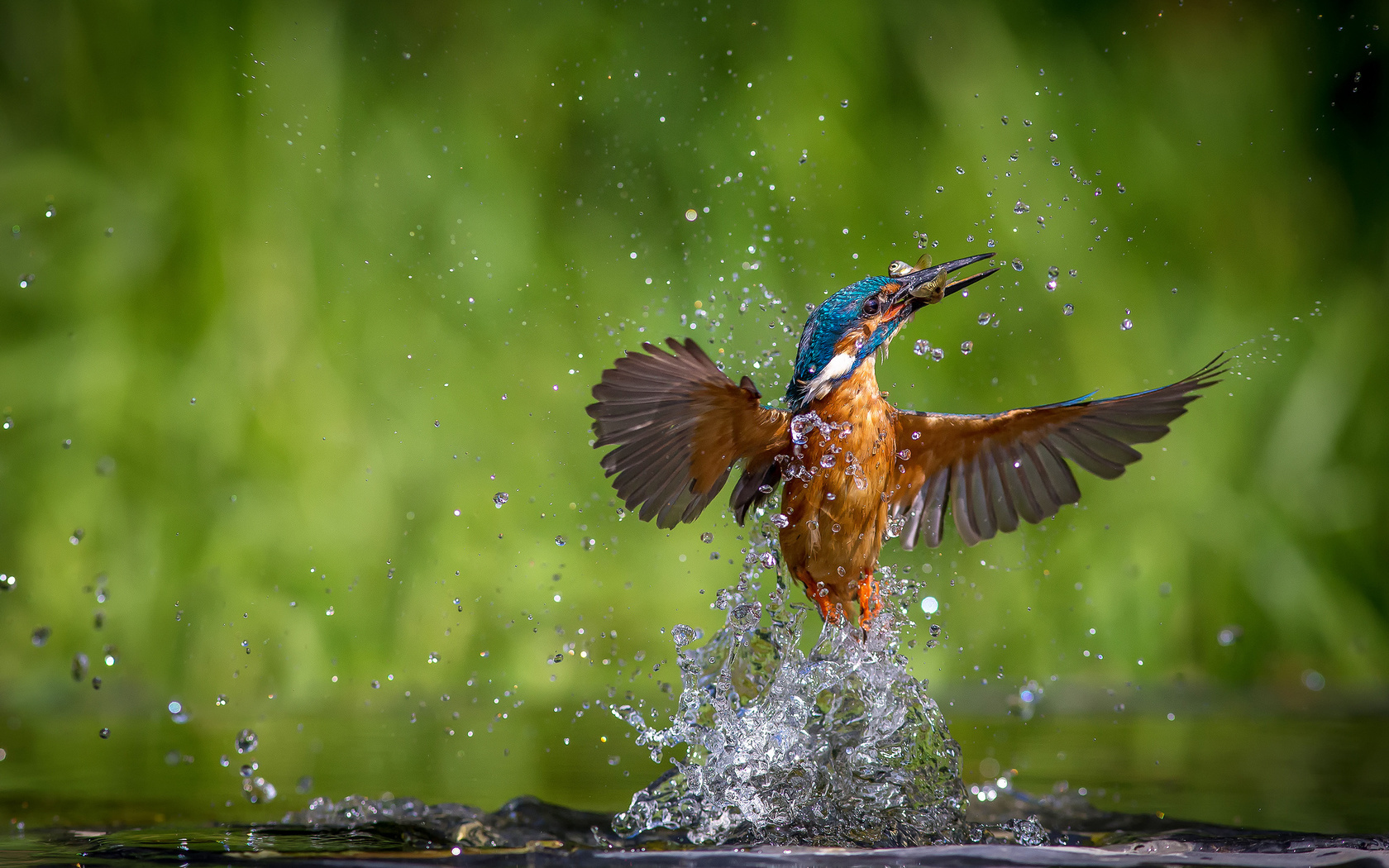 alcedo atthis, ,  , kingfisher, 