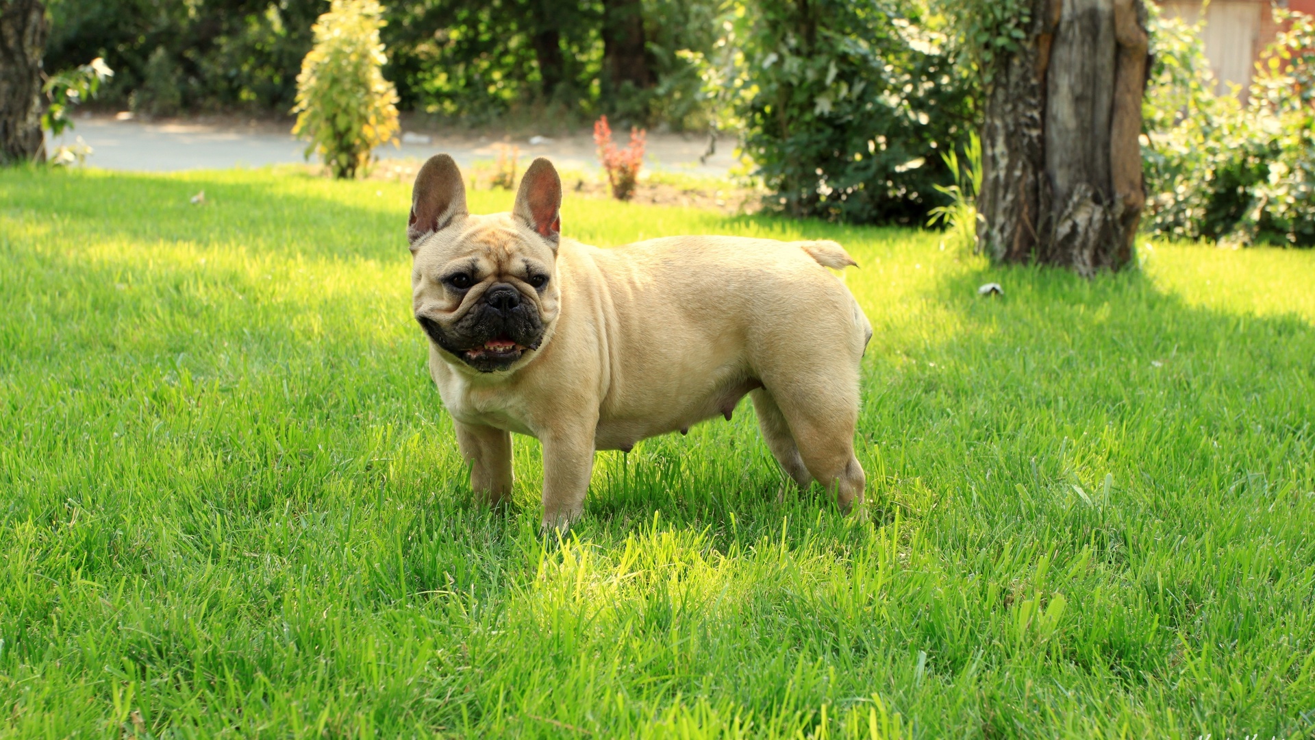 French bulldog, ,  , 