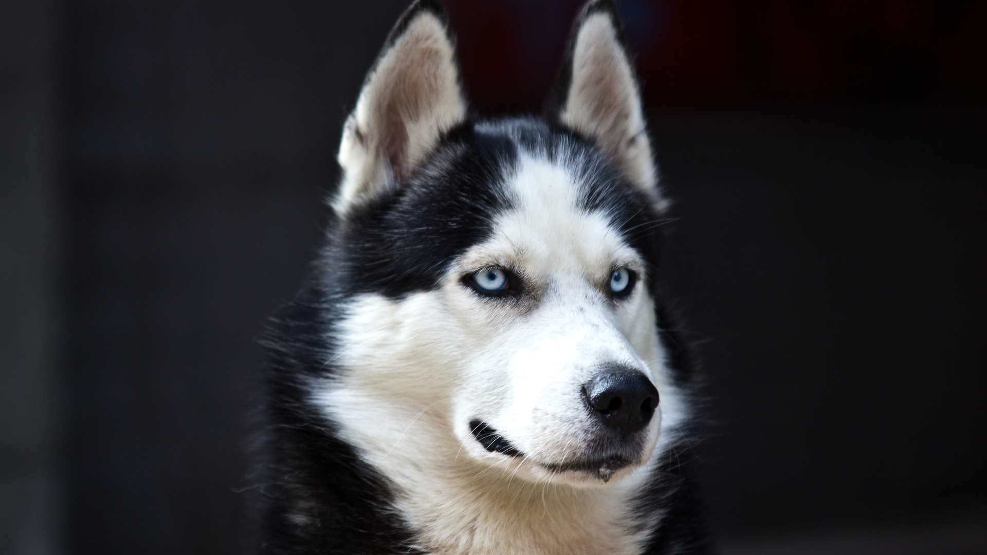 white, Husky, cute, blue eyes, black, dog, danger