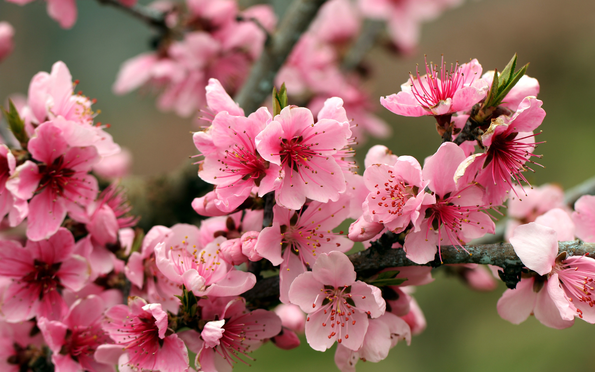Spring, pink, flowers, branch, petals, apple tree, leaves, bright, tender, beauty, blossoms