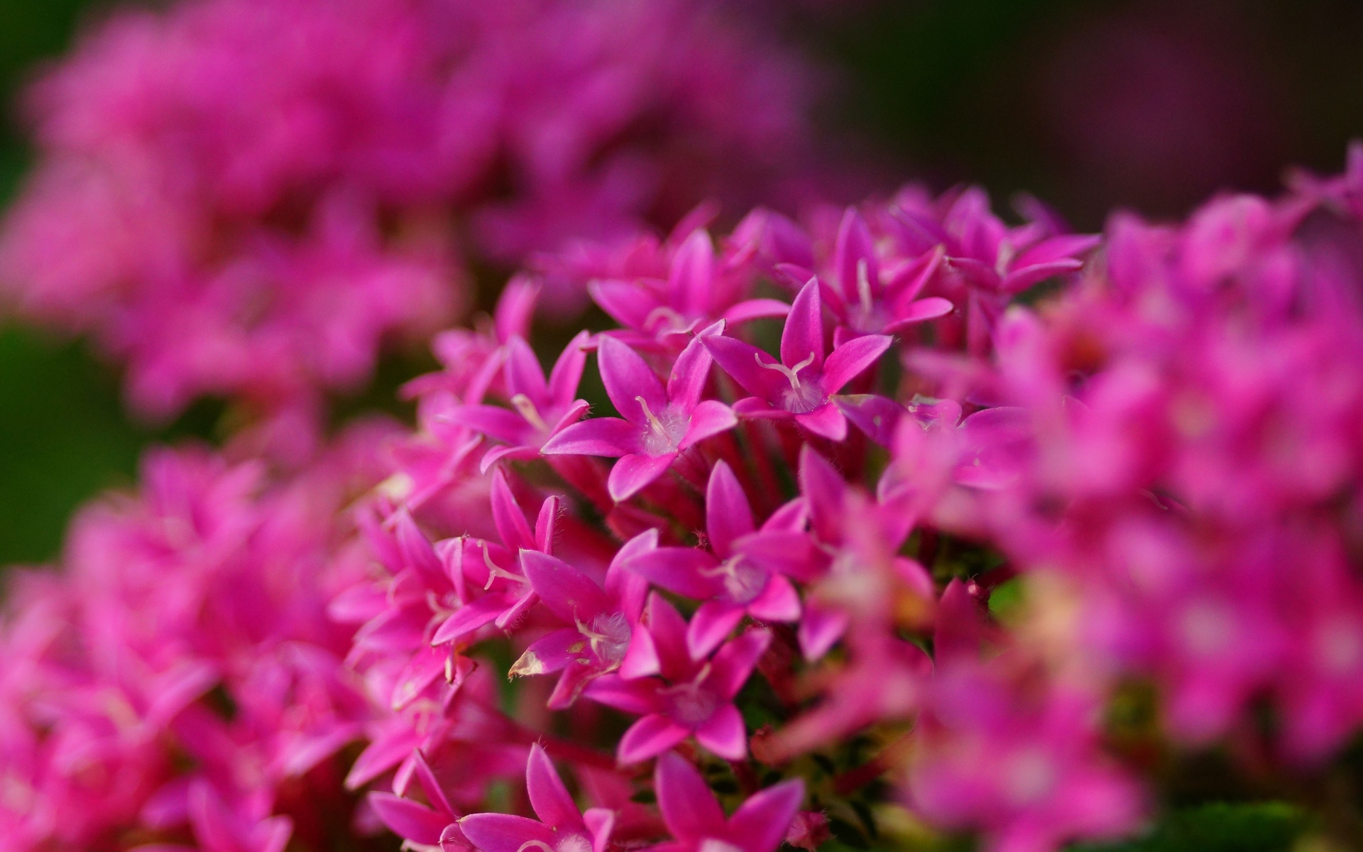 Pentas lanceolata, , , , , 